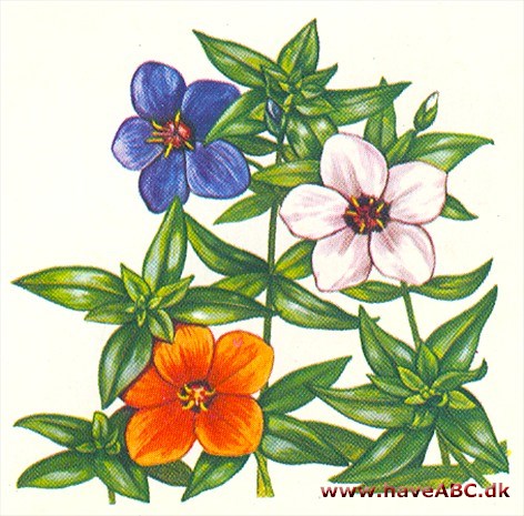 Arve - Anagallis arvensis Arve - Anagallis arvensis