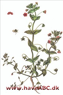 Arve - Grine til middag - Anagallis arvensis Arve - Grine til middag - Anagallis arvensis