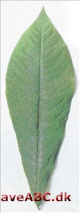 Asimina triloba Asimina triloba
