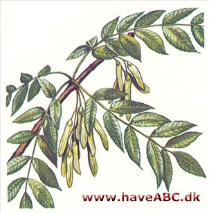 Ask - Fraxinus excelsior Ask - Fraxinus excelsior