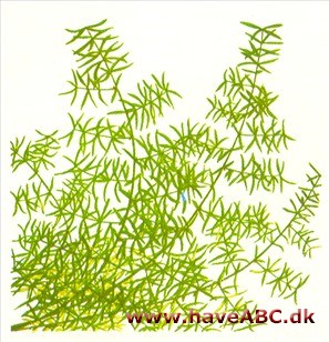 Asparagus - Asparagus Asparagus - Asparagus