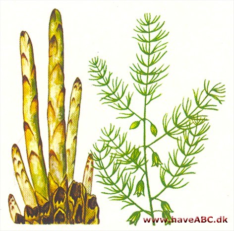Asparges - Asparagus officinalis