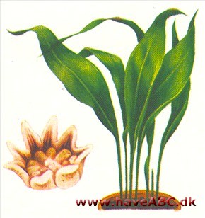 Aspidistra - Aspi'distra Aspidistra - Aspi'distra