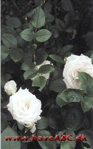 Aspirin De hvide, fyldte, duftløse blomster udvikles i juni og fremefter. Bladene er lysegrønne, og væksten busket og bred. Se mere her ...
