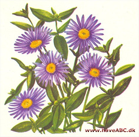 Asters - Aster