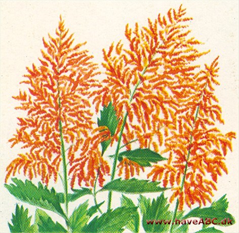 Astilbe - Astilbe Astilbe - Astilbe