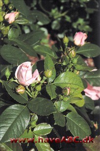 De store, halvfyldte, sart pink blomster har en anelse duft og udvikles i juni og fremefter. Bladene er mørkegrønne og læderagtige med et anstrøg af ...Se mere her ... 