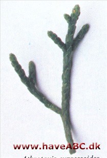 Athrotaxis cupressoides