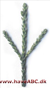 Athrotaxis laxifolia Athrotaxis laxifolia
