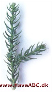 Athrotaxis selaginoides