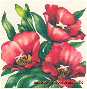 Atlaskblomst - Godetia Atlaskblomst - Godetia
