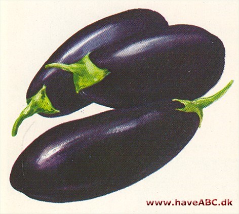 Aubergine - Solanum melongena