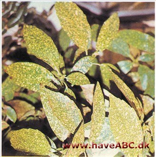 Aucuba japonica Aucuba japonica