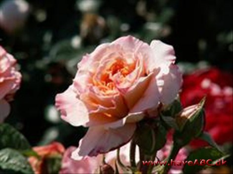 Augusta Luise Augusta Luise