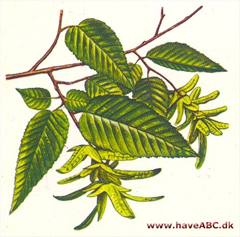 Avnbøg - Carpinus betulus