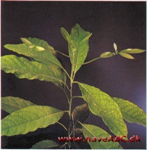 Avocado - Persea americana (syn. gratissima)