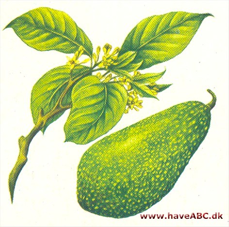 Avocadotræ - Persea americana Avocadotræ - Persea americana