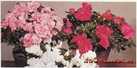 Azalea - Rhododendron simsii Azalea - Rhododendron simsii