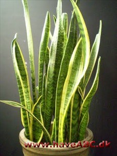 Bajonetplante - Sansevieria - Svigermors skarpe tunge