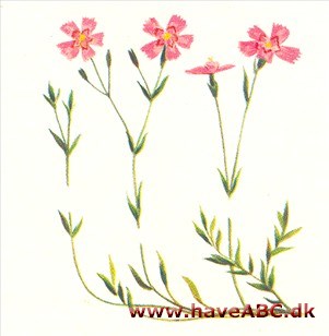 Bakkenellike - Dianthus deltoides Bakkenellike - Dianthus deltoides