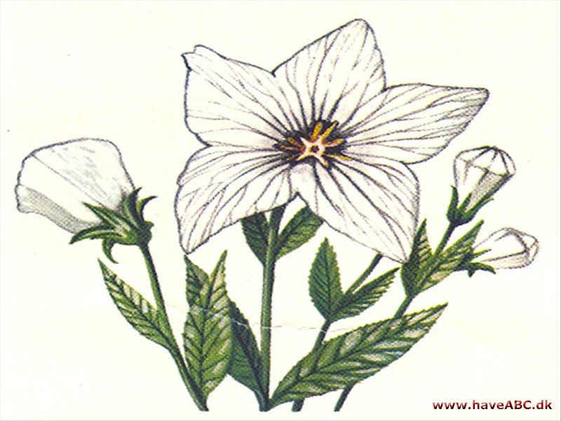 Ballonklokke - Platycodon grandiflorum Ballonklokke - Platycodon grandiflorum