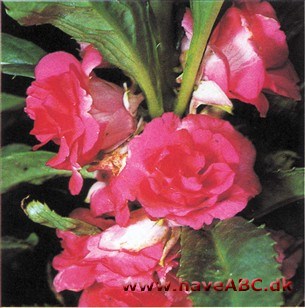 Balsamin - Impatiens balsamina 2 Balsamin - Impatiens balsamina 2