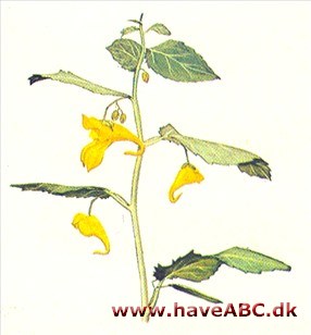 Balsamin - Impatiens balsamina