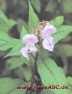 Balsamin, kæmpe - Impatiens glandulifera Ses midsommer - sent efterår. Denne store enårige ukrudtsplante er også en af de planter, der begyndte som prydplante i haverne, men viste sig at være så besværlig, at man mange steder slet ikke ...