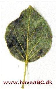 Balsampoppel - Populus balsamifera