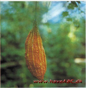 Balsampære - Momordica charantia Balsampære - Momordica charantia