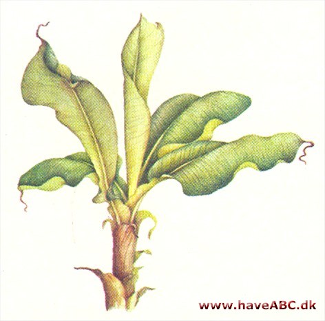 Banan - Musa Banan - Musa