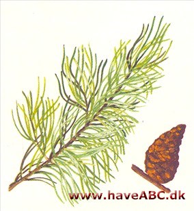 Banks-fyr - Pinus banksiana