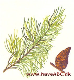 Banks-fyr - Pinus banksiana Banks-fyr - Pinus banksiana