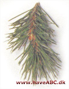 Banksfyr - Pinus banksiana