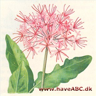 Barberkost - Haemanthus Barberkost - Haemanthus