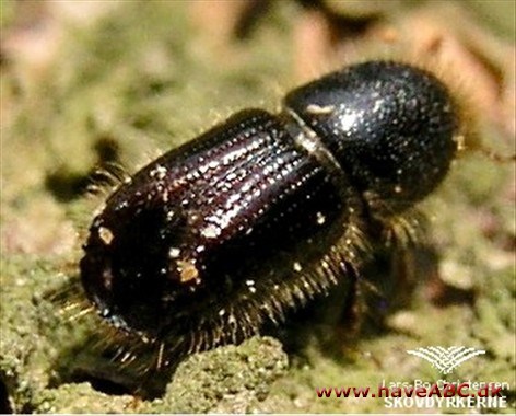 Barkbille, typograf - Scolytidae Barkbille, typograf - Scolytidae