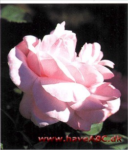 Den kendte millionærslægt kunne vel ikke hædres på en bedre måde end ved 

at give navn til denne henrivende rose, så rig på æstetiske fortrin. En af Ger­trude Jekylls favoritter. Som andre af ...