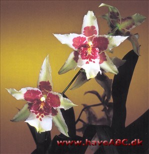 Beallara Tahoma Glacier 'Green' Beallara Tahoma Glacier 'Green'
