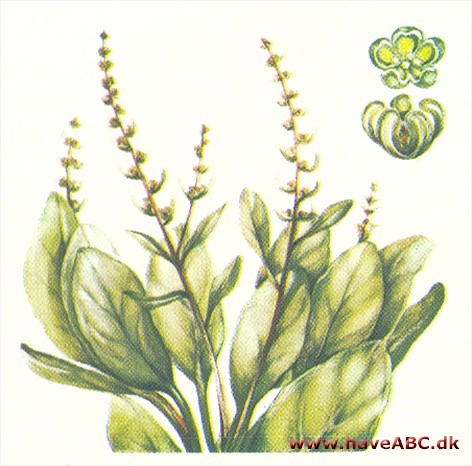 Bede - Beta vulgaris Bede - Beta vulgaris