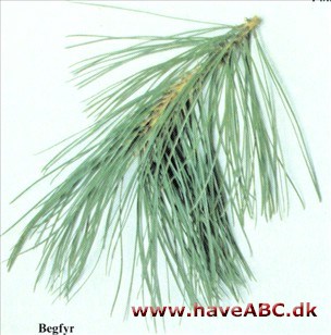 Begfyr - Pinus rigida