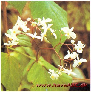 Begonia nitida syn. minor