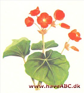 Begonie - Begonia Begonie - Begonia