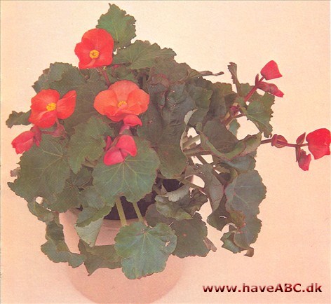 Begonier, blomstrende - Begonia schwabenland - pasning