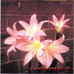 Belladonnalilje - Amaryllis belladonna Belladonnalilje - Amaryllis belladonna