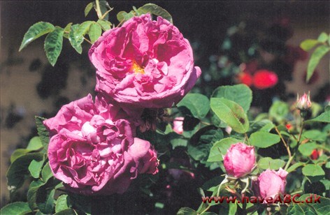 Gallica-roser er mindre, spinkle, men særdeles hårdføre buske med mange og små torne. Blomsterne har som regel kraftige farver og remonterer ikke. Sommerblomstrende. Se mere her...