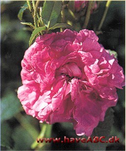 Belle de Crécy. Blomsterne skifter i nuancer fra ceriserosa til lavendelblå-grå. Nuancerige som en akvarel, malet vådt-i-vådt. Allersmukkest, når vejret er varmt og lidt diset ...