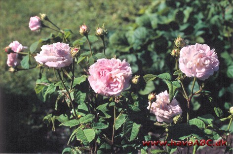 Belle Isis Gallica-roser er mindre, spinkle, men særdeles hårdføre buske med mange og små torne. Blomsterne har som regel kraftige farver og remonterer ikke. Sommerblomstrende. Se mere her...