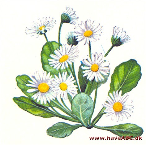 Bellis - Bellis perlennis Bellis - Bellis perlennis