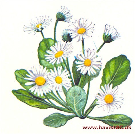 Bellis - Bellis perlennis