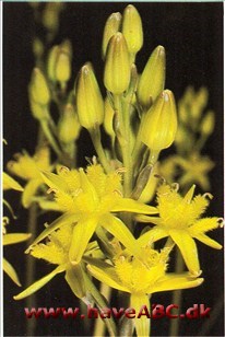 Benbræk - Narthecium ossifragum †